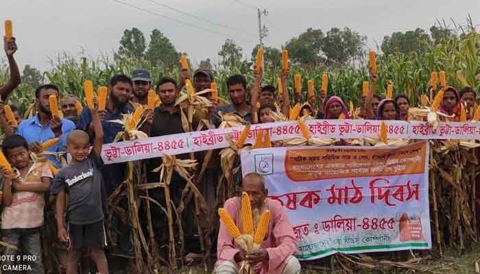 ট্যুরিজম বাংলাঃ তিস্তা সীডস কোম্পানির ডালিয়া-৪৪৫৫ ভুট্টার বীজে বাম্পার ফলন