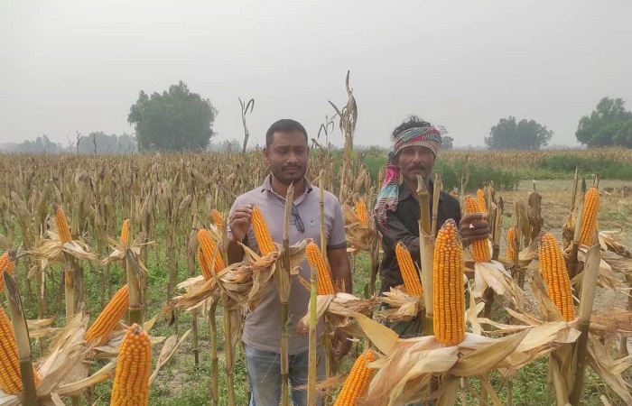 ডালিয়া-৪৪৫৫ হাইব্রিড ভুট্টার মাঠ পরিদর্শন কালে মানিকগঞ্জ জেলা